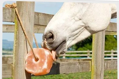 Georgian salt packing factory
