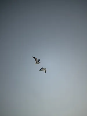 عکاسی و فیلمبرداری حرفه ای در شیراز