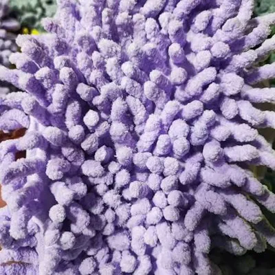 خرید پارچه ماکارونی