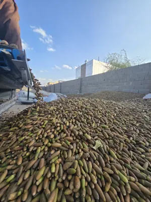 خرید بلوط دامی