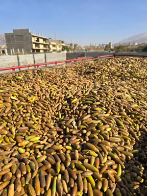 خرید بلوط دامی