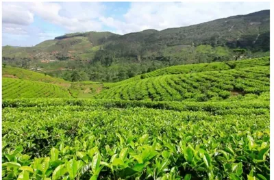 چای درجه یک شمال

 کارخانه چای زالفی