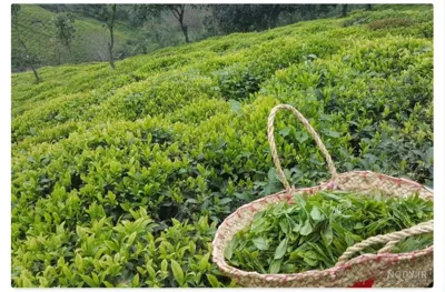 چای درجه یک شمال 

 فروش بهترین چای طبیعی بدون واسطه 