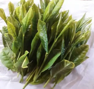 چای درجه یک شمال

بهترین چای گیلان