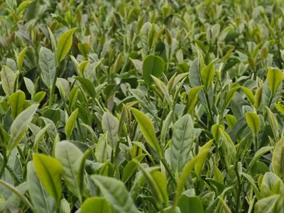 چای درجه یک شمال

بهترین چای گیلان