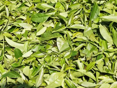 چای درجه یک شمال

بهترین چای گیلان