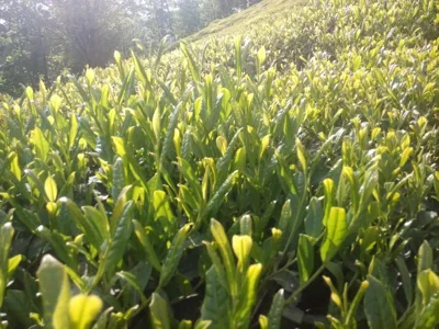 چای درجه یک شمال  بهترین چای گیلان چرا ما؟ چون چای‌هامون از بهترین برگ‌های تازه و ایرانی درست می‌شن

. همه مراحل با دقت و عشق انجام می‌شن تا چای سالم به دستتون برسه. 

 هم تجربه قدیمی داریم، هم از دستگاه‌های مدرن استفاده می‌کنیم

. هر بسته چای چندبار چک می‌شه تا از کیفیتش مطمئن بشیم.

 بسته‌بندی‌هامون طوریه که عطر و تازگی چای حفظ می‌مونه

. و مهم‌تر از همه، اعتماد و رضایت شما باعث شده راه‌مون رو با دلگرمی ادامه بدیم.