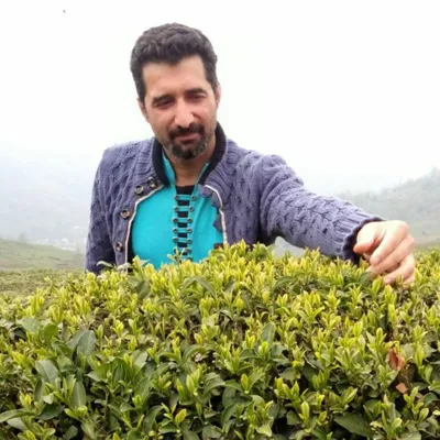  چای درجه یک شمال