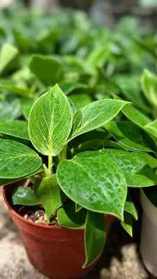 گلفروشی در یاسوج