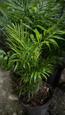 نخل شامادورا