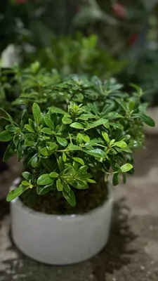 گلفروشی در یاسوج