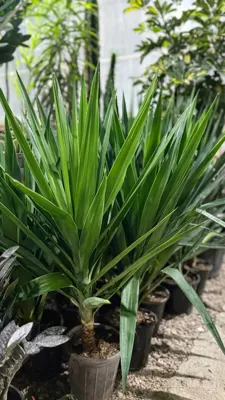 یوکا در گلفروشی ایران زمین