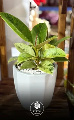 فیکوس ابلق گل ایران زمین