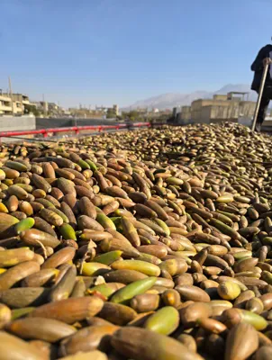 خرید بلوط سنجابی 