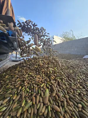 خرید بلوط سنجابی