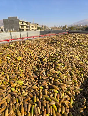 خرید بلوط سنجابی