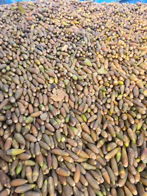 خرید بلوط سنجابی