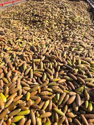 خرید بلوط سنجابی