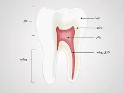 اناتومی دندان