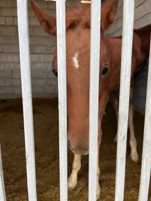 باشگاه اسب سواری شیراز