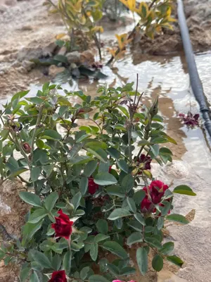 باشگاه اسب سواری شیراز