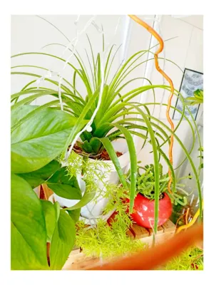 سوپرمارکت دلوین&nbsp;