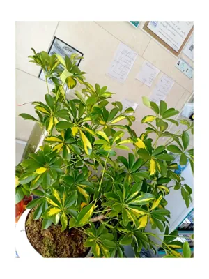 سوپرمارکت دلوین&nbsp;