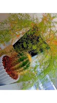 سوپرمارکت دلوین&nbsp;