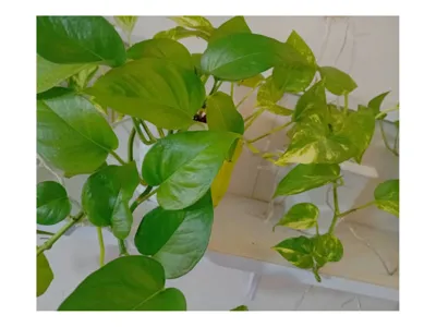 خریدی مطمعن وآسان راباما تجربه کنید ما بهترین ها
رابه شما ارائه میدهیم&nbsp;
