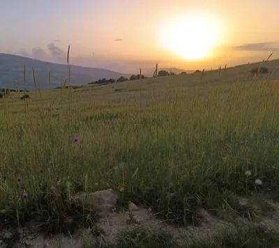 ارتفاع یانه سر