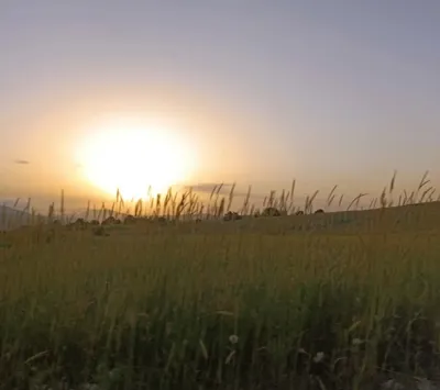 ارتفاع یانه سر