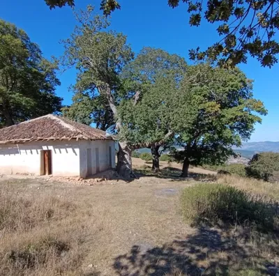 ارتفاع یانه سر