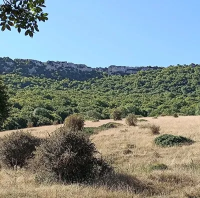 ارتفاع یانه سر