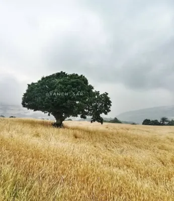 ارتفاع یانه سر