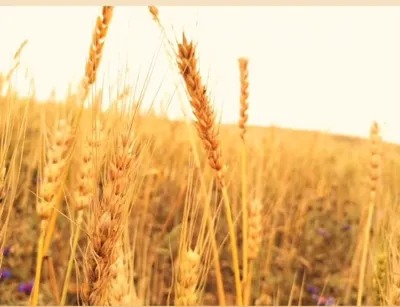 ارتفاع یانه سر