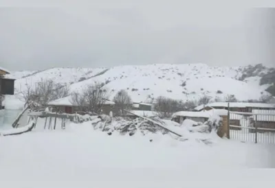 یانه سر هزارجریب