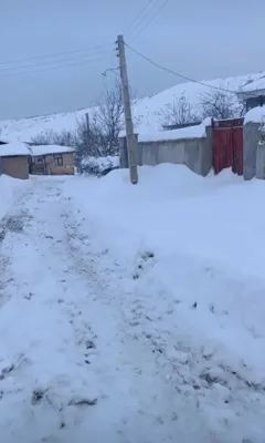 یانه سر هزارجریب