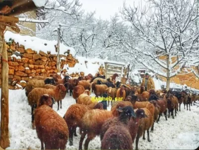 یانه سر هزارجریب