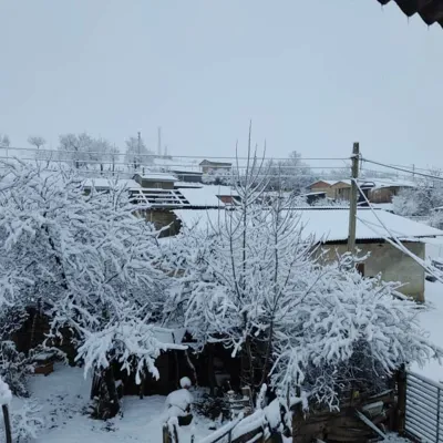 یانه سر هزارجریب