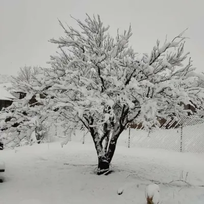 یانه سر هزارجریب