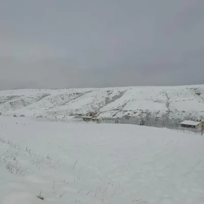 یانه سر هزارجریب