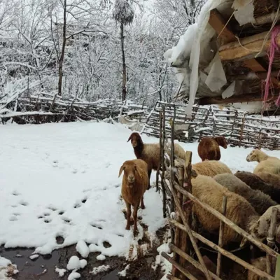 یانه سر هزارجریب