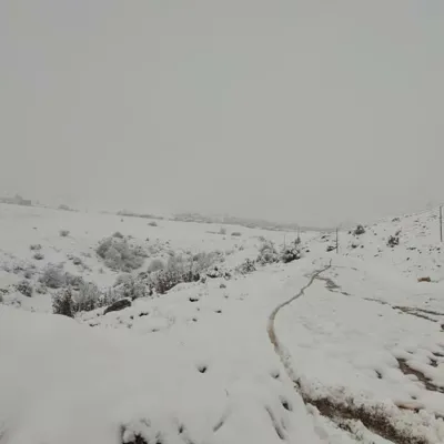 یانه سر هزارجریب