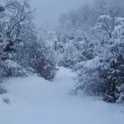 یانه سر هزارجریب