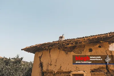 سردار رفیع یانسری