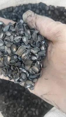 كربون منشَّط قشور الفستق الحلبي&nbsp;