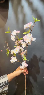 گل سرای لیزا