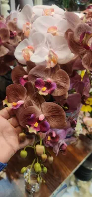 گل سرای لیزا