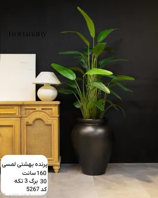 گل سرای لیزا