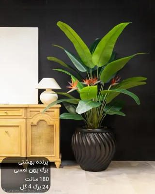 گل سرای لیزا